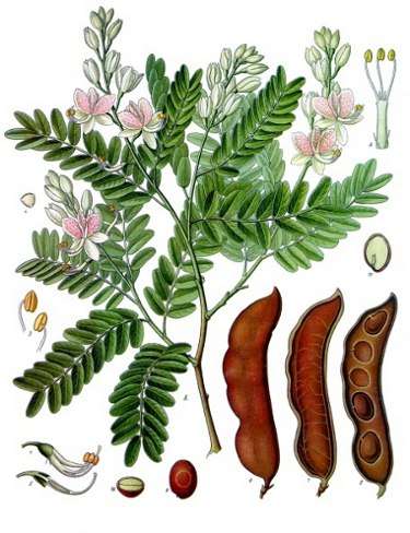 Image Credit: Franz Eugen Köhler, Köhler's Medizinal-Pflanzen
Rights: Public Domain
Source:http://commons.wikimedia.org/wiki/File:Koeh-134.jpg Ilustracja kontaktu